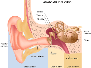 anatomia del oido y sus partes