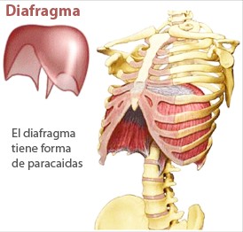 diafragma y su anatomía