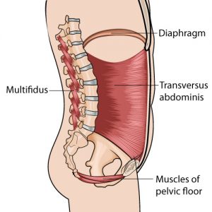 visión lateral del abdomen y sus músculos