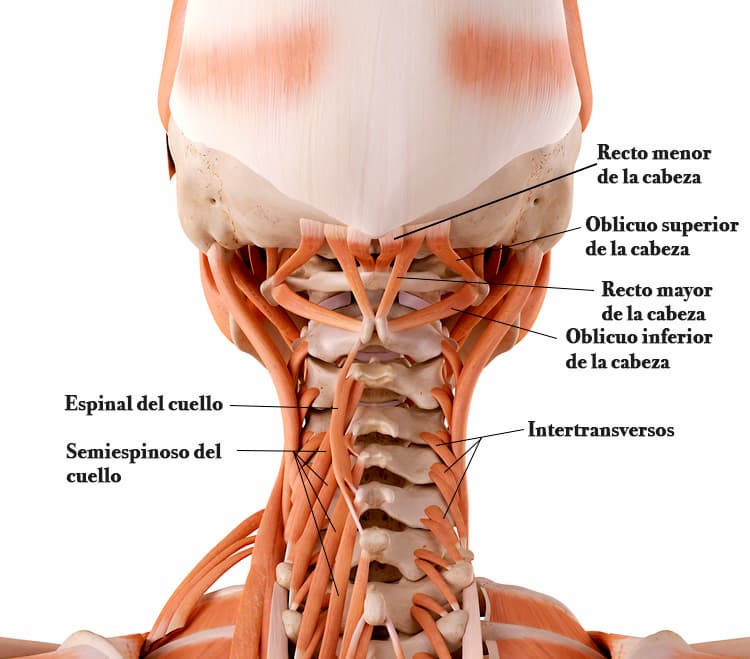 músculos profundos del cuello