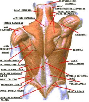 anatomía musculatura superficial espalda posterior
