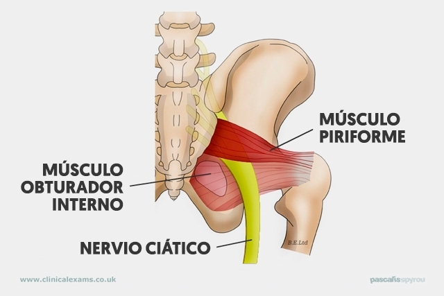 anatomia de la pelvis con el nervio ciatico