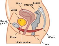 corte anatomico del pelvis femenina