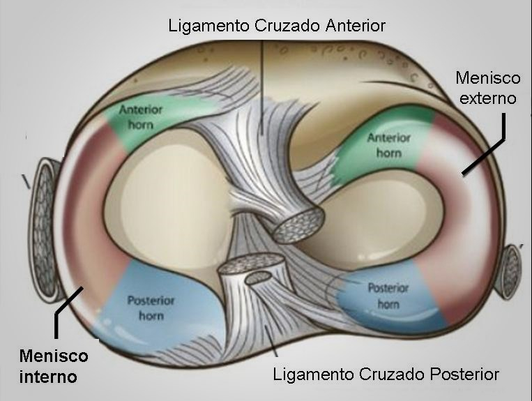 anatomia de los meniscos de la rodilla