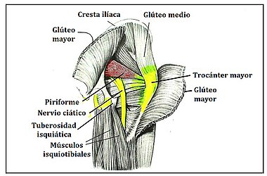 anatomía del nervio ciático y sus relaciones musculares en la pelvis