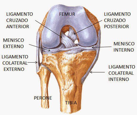 anatomia de la rodilla con meniscos y ligamentos