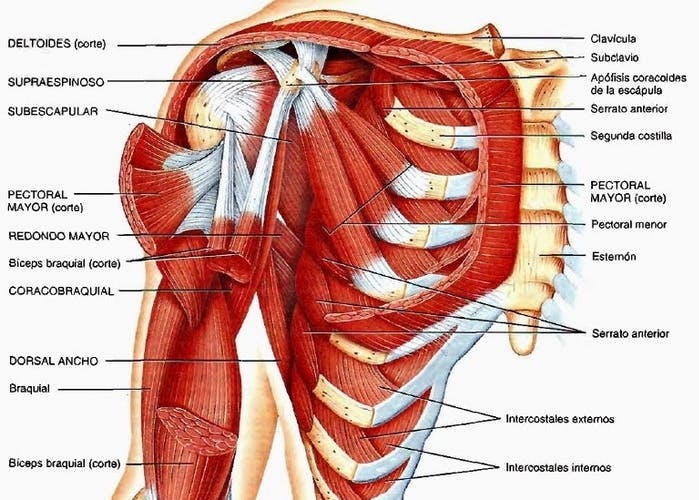 musculos de la región del hombro