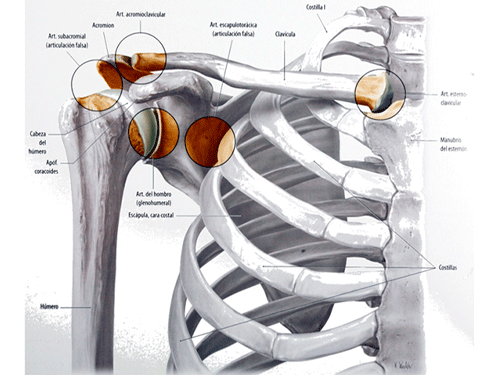 anatomia de la región del hombro