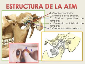menisco de la mandíbula