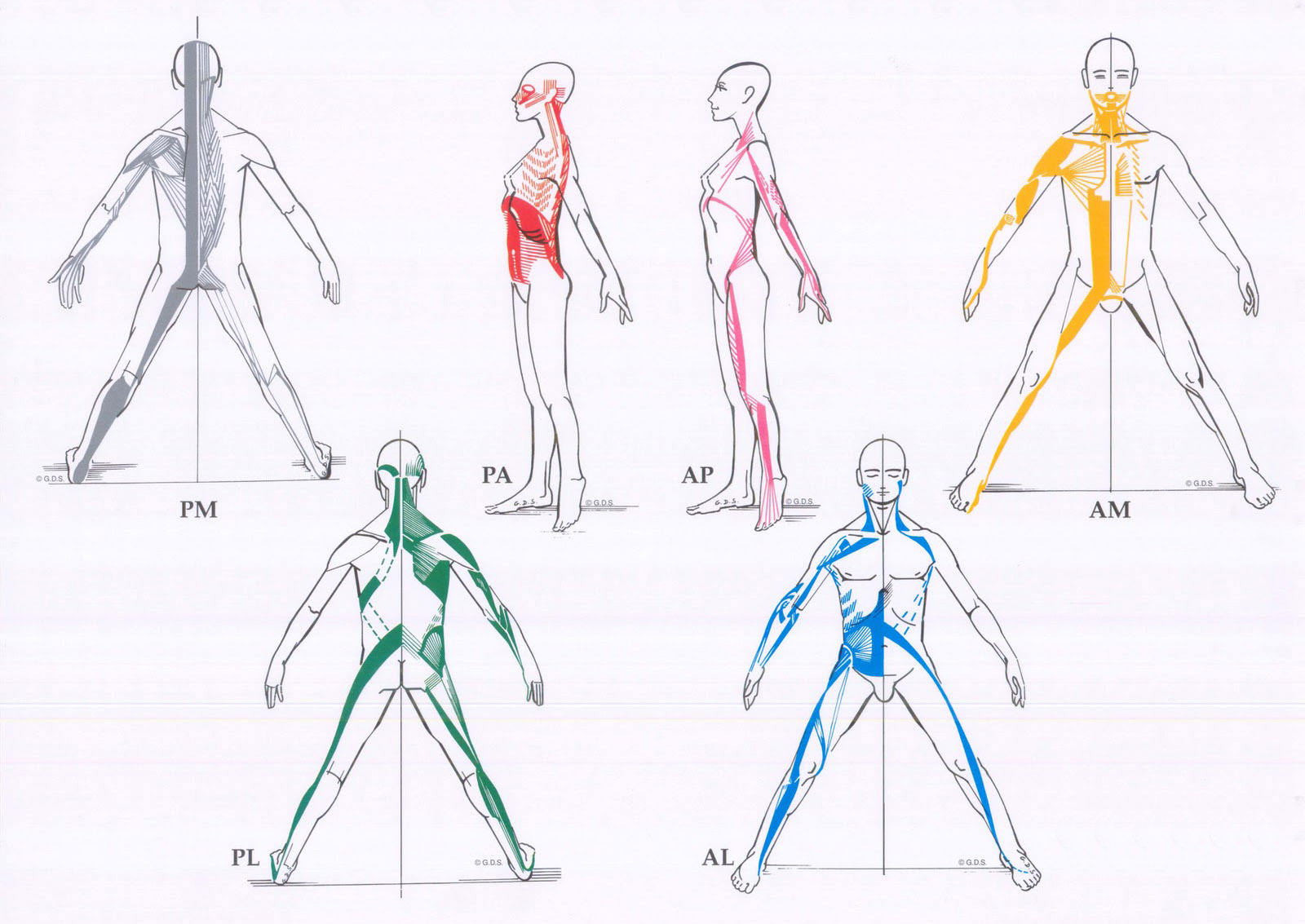 seis dibujos esquemáticos explicativos de las distintas cadenas musculares descritas