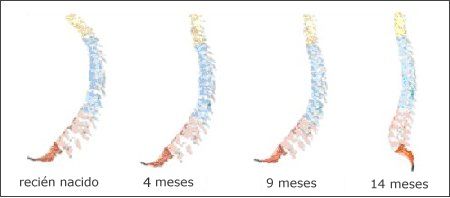 esquema de como evoluciona las curvas de la columna con la edad