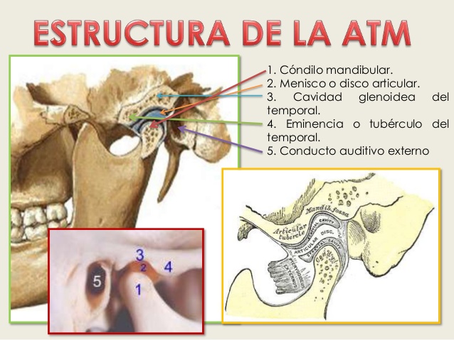 estructura y anatomía de la articulación témporomandibular