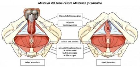 musculatura del suelo pelvico