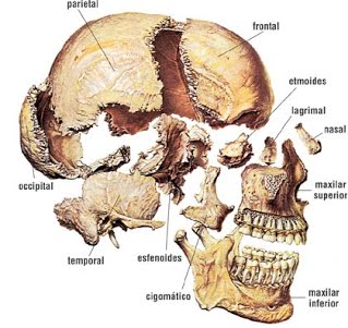 nombres de los huesos que forman el cráneo humano