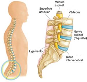 Imagen anatómica articular de la zona lumbar y sacra. Visión lateral