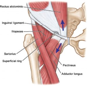 inserciones musculares en sínfisis y rama púbica