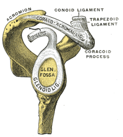 labrum hombro