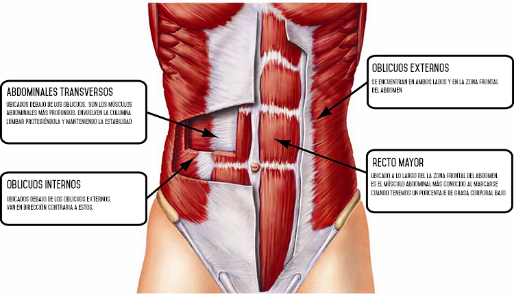 musculos de la zona lumbar y su importancia en el core