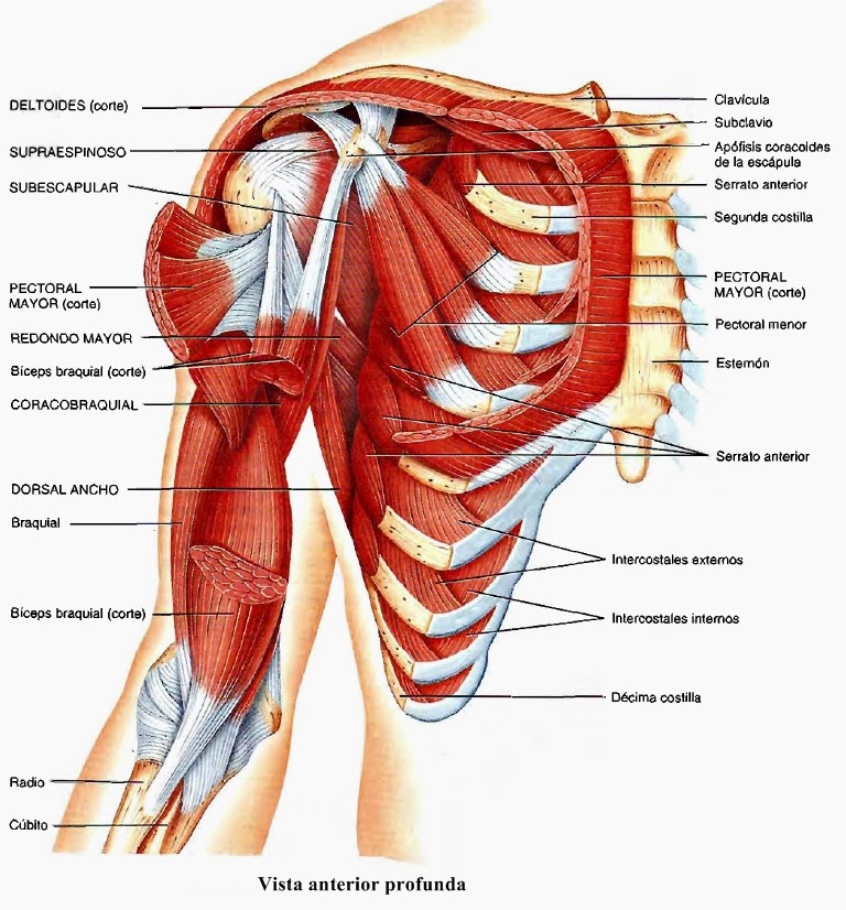 musculatura de la región del hombro