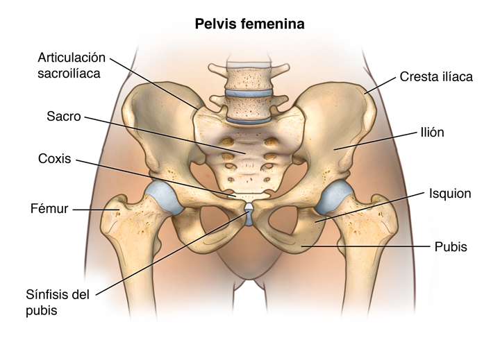 Imagen anatómica de la pelvis ósea