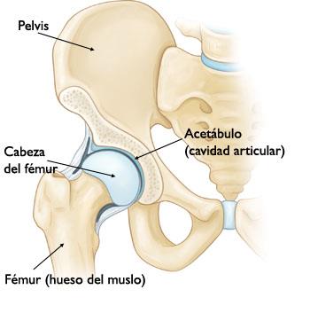 imagen de anatomía ósea de la articulación coxofemoral