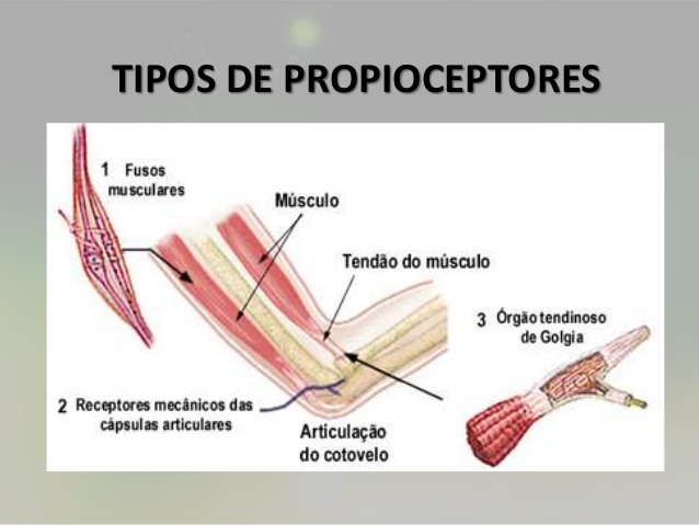 tipos de propioceptores en el cuerpo